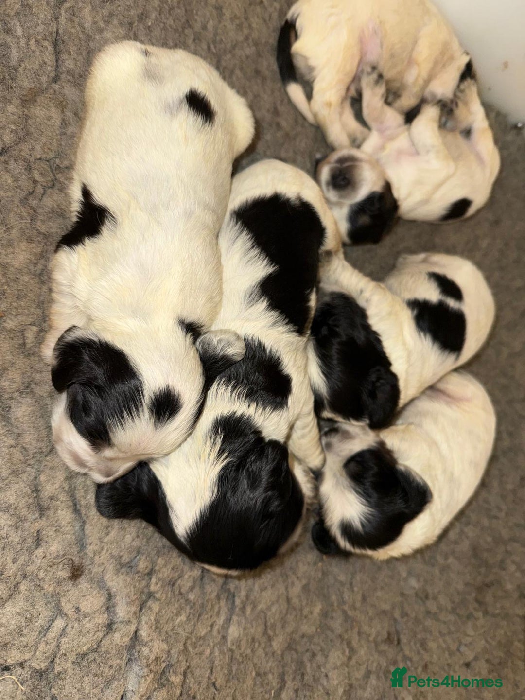 Cocker Spaniel dogs for sale: Blue roan kc register health tested pups - Advert 7