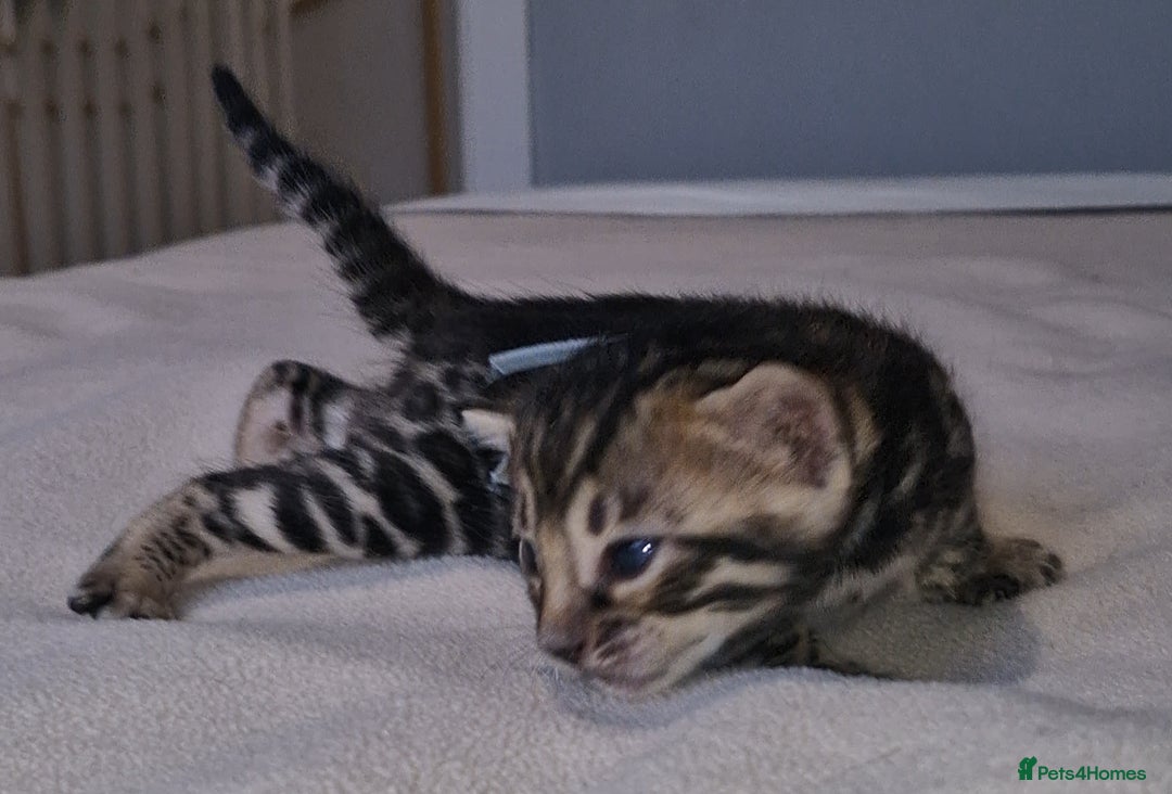 Bengal cats for sale: Pedigree Health Tested TICA Bengal Kittens - Image 13