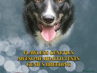 Border Collie dogs - Advert 12