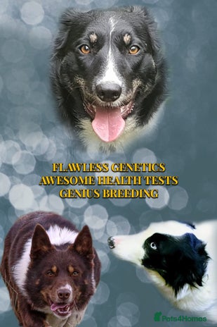 Border Collie dogs - Advert 10