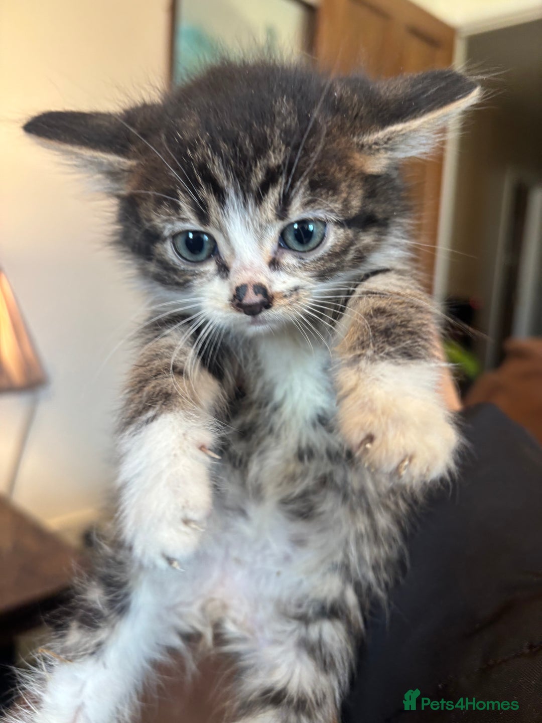 British Shorthair cats for sale: Kittens ready now - Image 3