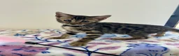 Bengal cats for sale: READY TO GO! Pure Pedigree Bengal Kittens TICA Reg - Advert 11