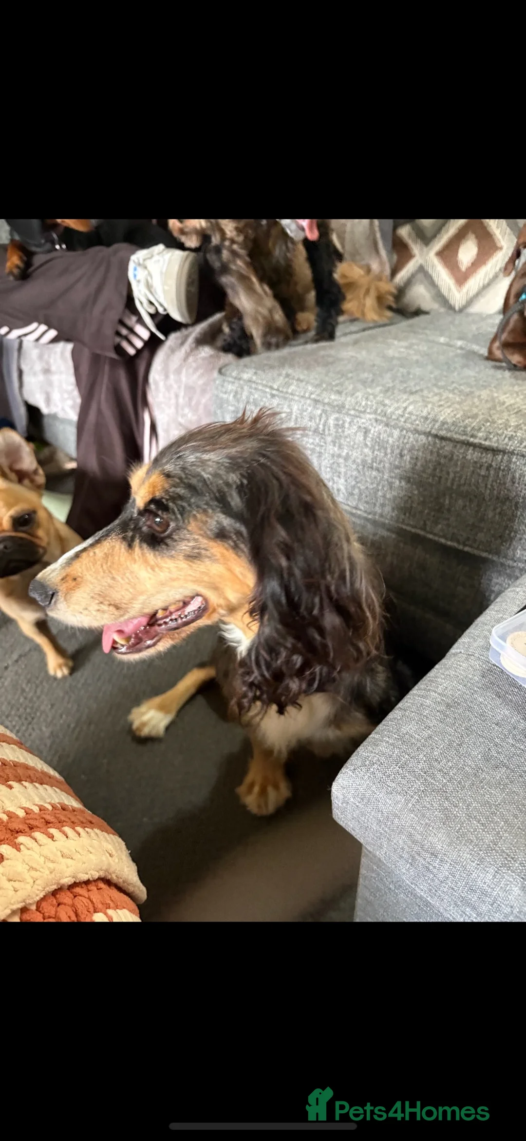 Cockapoo dogs for sale: Stunning cockapoos - Advert 2