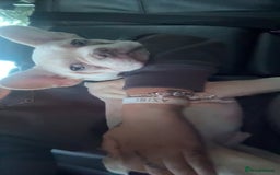 French Bulldog dogs for sale: French bulldog  - Image 3