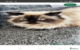 Persian cats for sale: Maggie  - Image 1