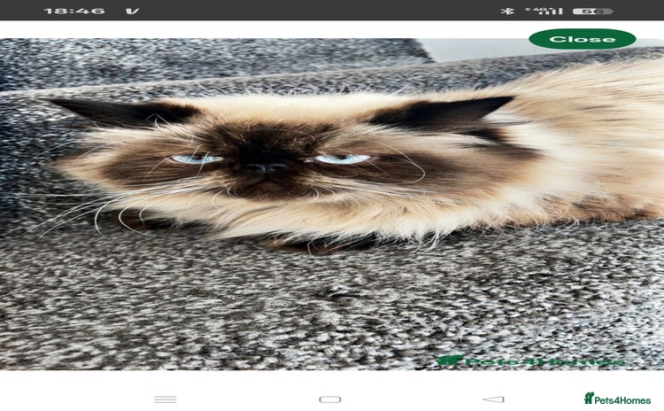 Persian cats - Advert 4