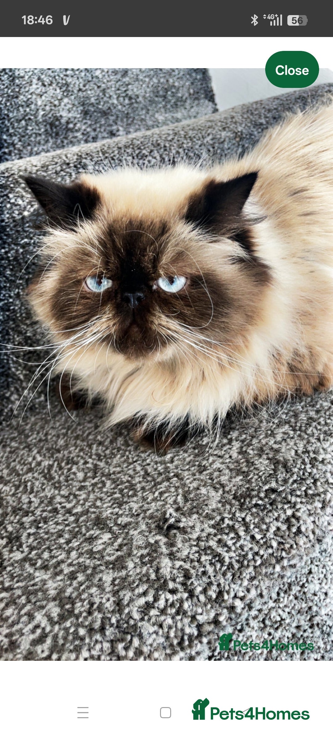 Persian cats for sale: Maggie  - Image 1