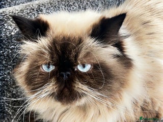 Persian cats - Advert 7