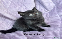 British Shorthair cats for sale: British shorthair kittens🐻🐻‍❄️🐻🐻‍❄️🐻🐻‍❄️ - Image 16