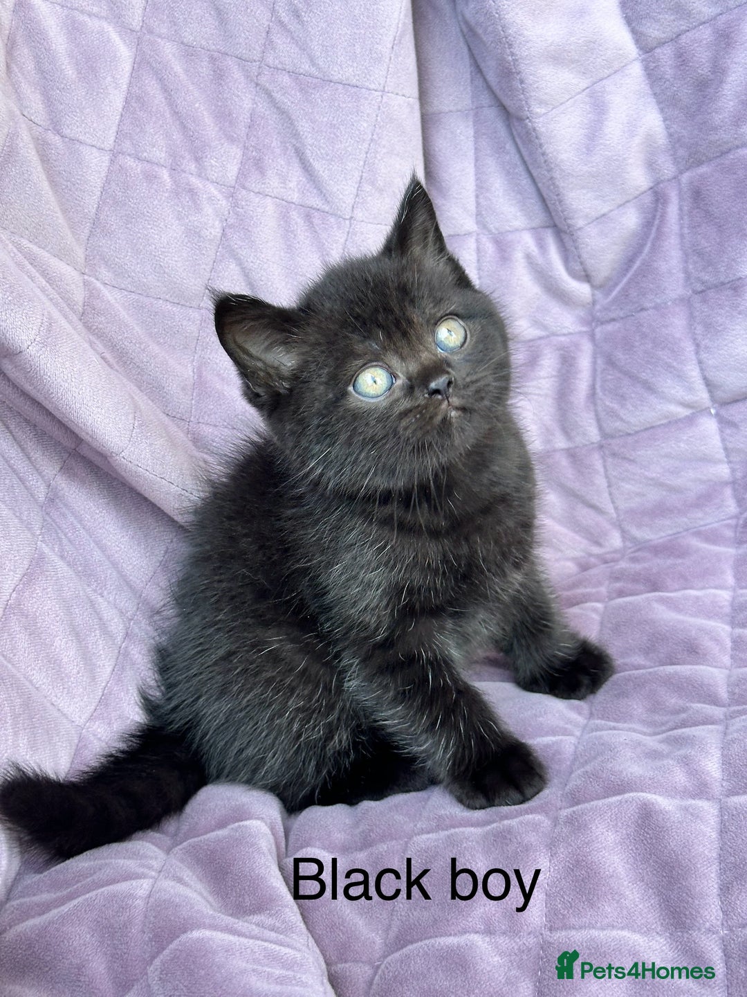 British Shorthair cats for sale: British shorthair kittens🐻🐻‍❄️🐻🐻‍❄️🐻🐻‍❄️ - Image 16