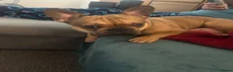 French Bulldog dogs for sale: Lovely Bailey  in Warrington - Advert 5