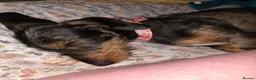 Dachshund dogs for sale: Miyo needs a loving home  in Wolverhampton - Advert 25