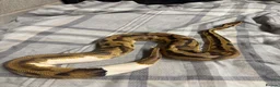 Python Snake reptiles for sale: Piebald royal python  in Manchester - Advert 2