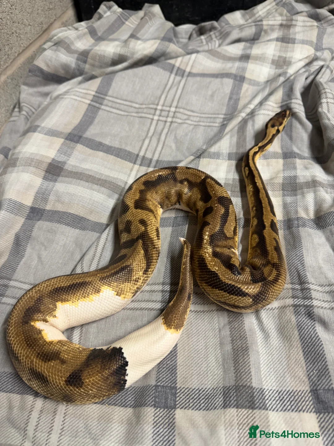 Python Snake reptiles for sale: Piebald royal python  in Manchester - Advert 2