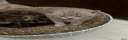 British Shorthair cats for sale: stunning 3-4 british shorthair cross maincoon - Advert 2