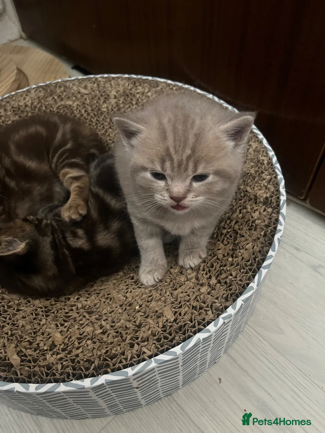 British Shorthair cats for sale: stunning 3-4 british shorthair cross maincoon - Advert 2