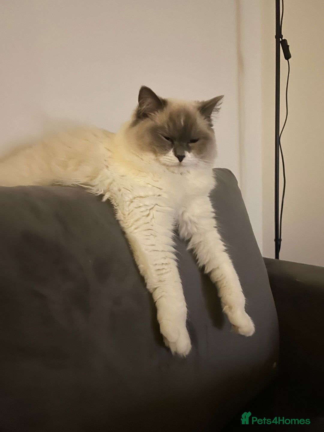 Ragdoll cats for sale: Brother Sister Ragdolls for Rehoming  - Image 29