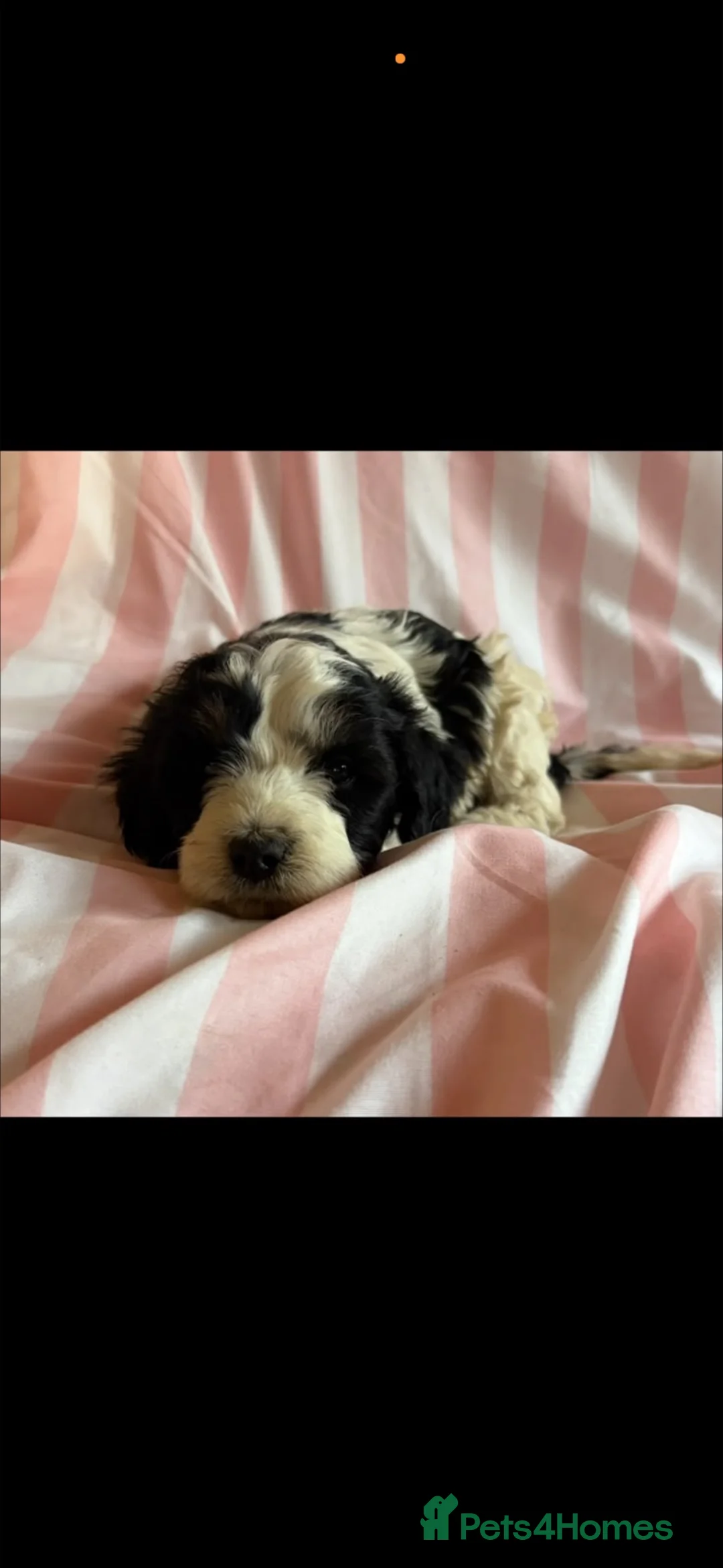 Cockapoo dogs for sale: Cockerpoo puppies for sale  - Advert 2