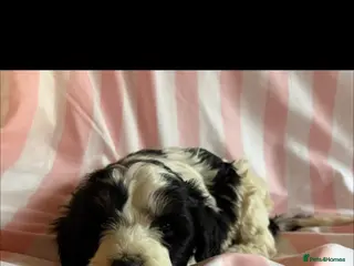 Cockapoo dogs F1 Cockerpoo puppies for sale 🐶 - Advert 1