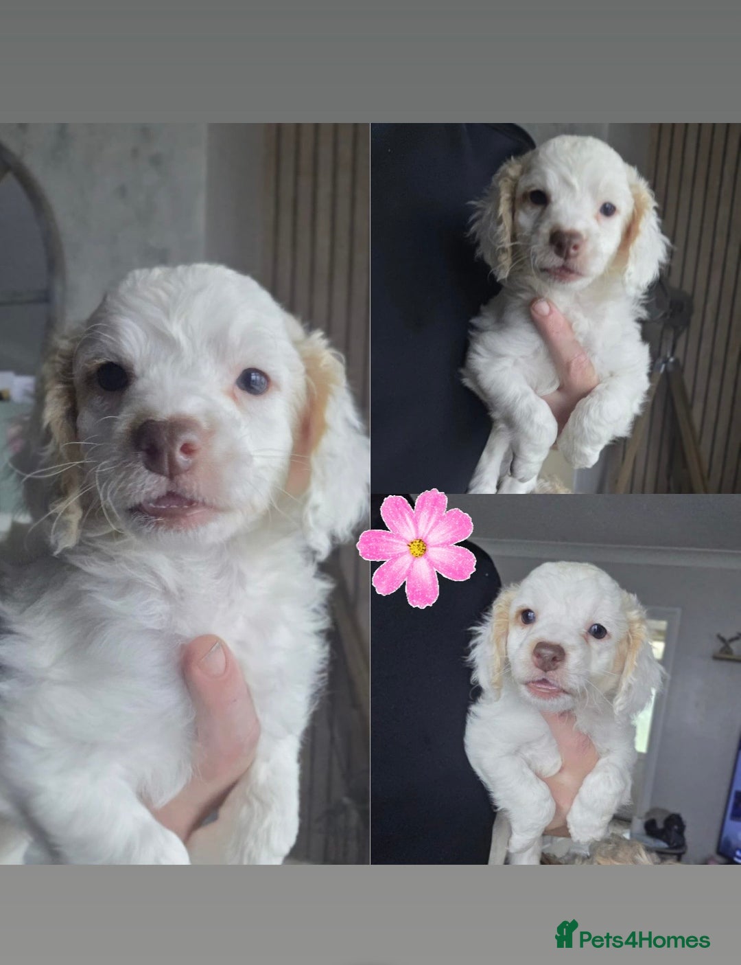 Cockapoo dogs for sale: Beautiful cockapoo’s  - Image 6