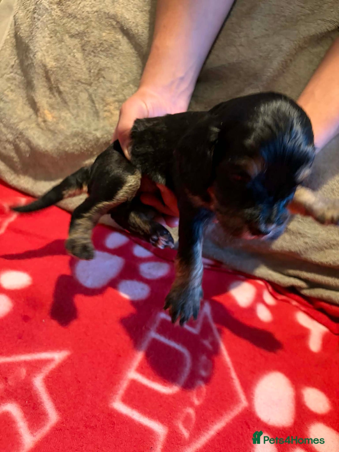 Cockapoo dogs for sale: Stunning health tested F1b toy cockapoos - Advert 17