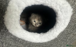 Maine Coon cats for sale: Kittens  - Image 17