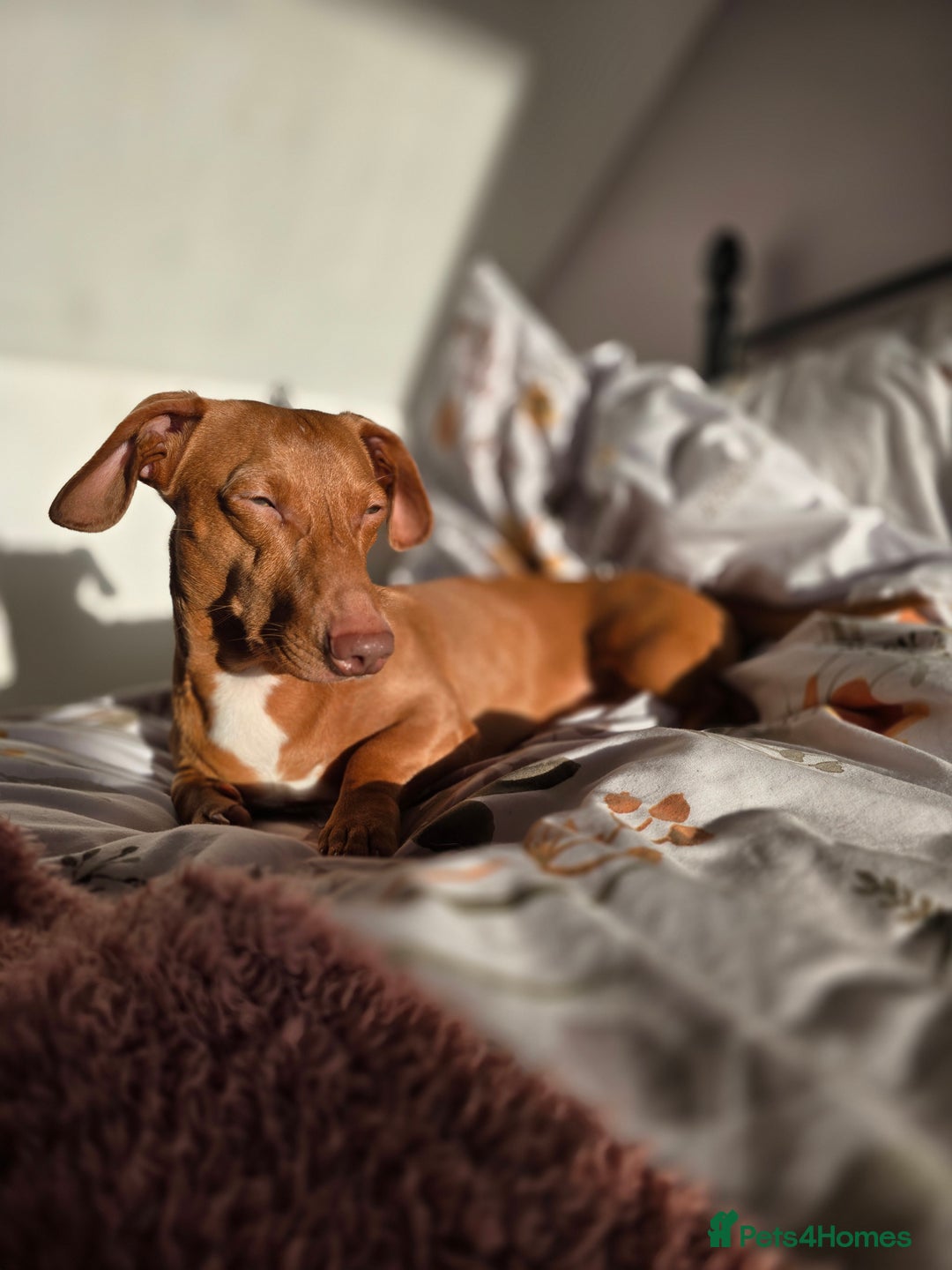 Miniature Dachshund dogs for stud: Miniature dachshund stud in Poole - Advert 2