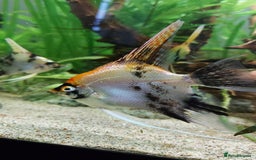 Angelfish fish for sale: Koi Angelfish - Image 6