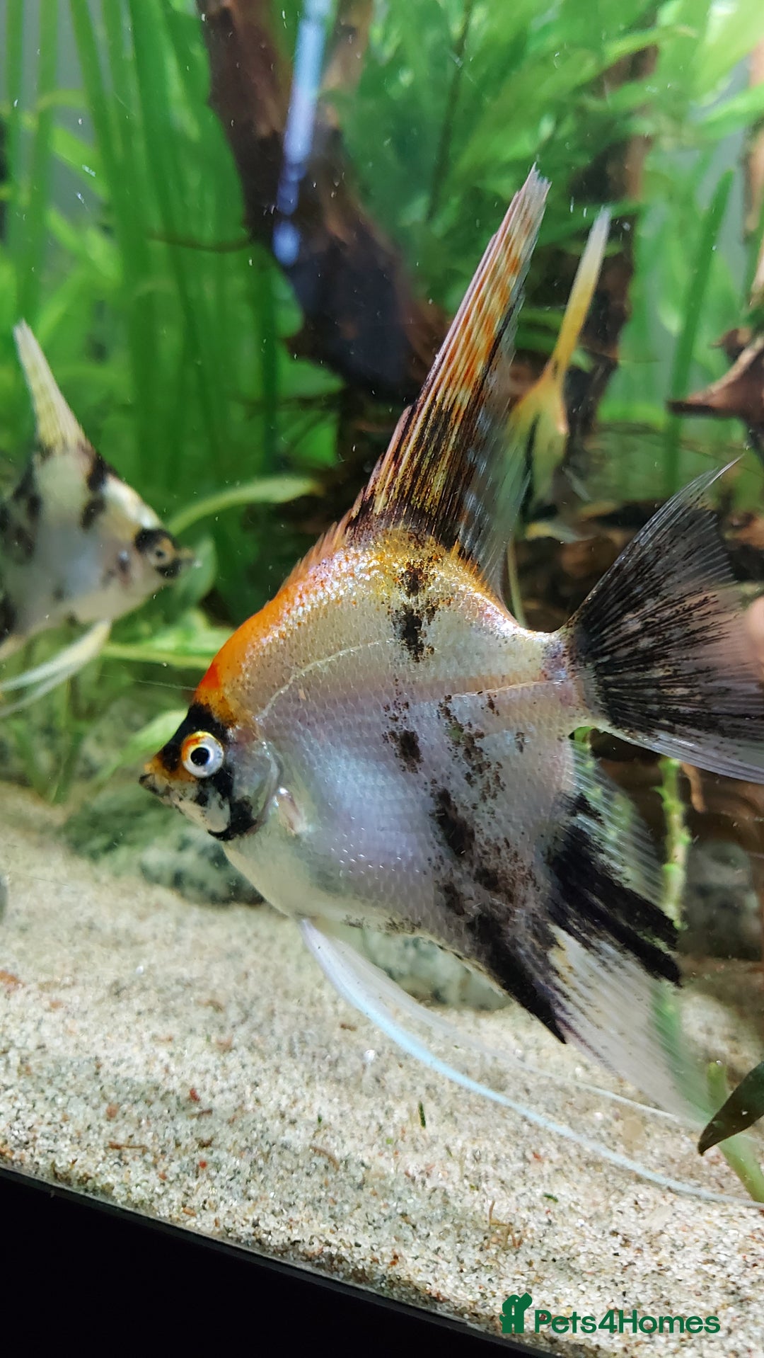 Angelfish fish for sale: Koi Angelfish - Image 6