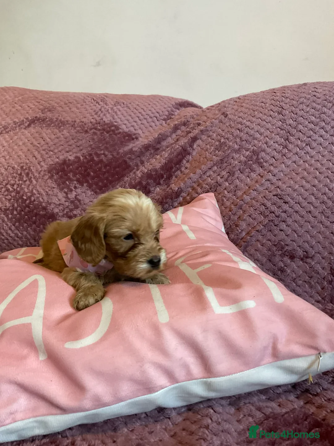 Cockapoo dogs for sale: 8 COCKAPOO PUPPIES 6 GIRLS 2 BOYS READY NOW - Advert 15