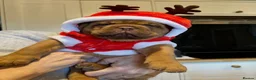 Dogue De Bordeaux dogs for sale: 🌟 UK Champion Parents - Puppies Due 🌟 - Advert 4