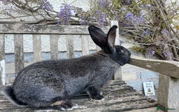 Continental Giant rabbits for sale: Superb young adult Continental Giant buck - Image 2