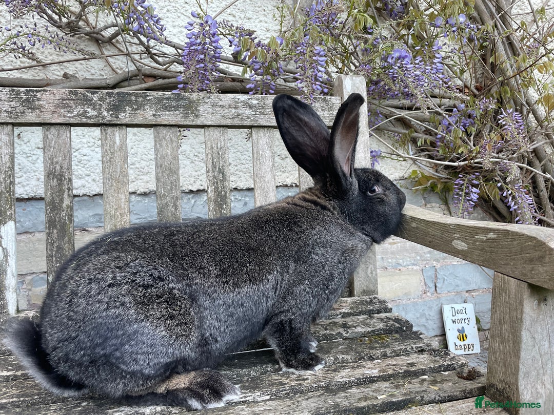 Continental Giant rabbits for sale: Superb young adult Continental Giant buck - Image 2