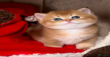 British Shorthair cats ✨Golden British Shorthair ready December✨ - Advert 1