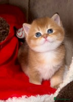 British Shorthair cats ✨Golden British Shorthair ready December✨ - Advert 1