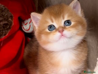 British Shorthair cats ✨ Golden British Shorthair Exclusive readyDecember - Advert 15