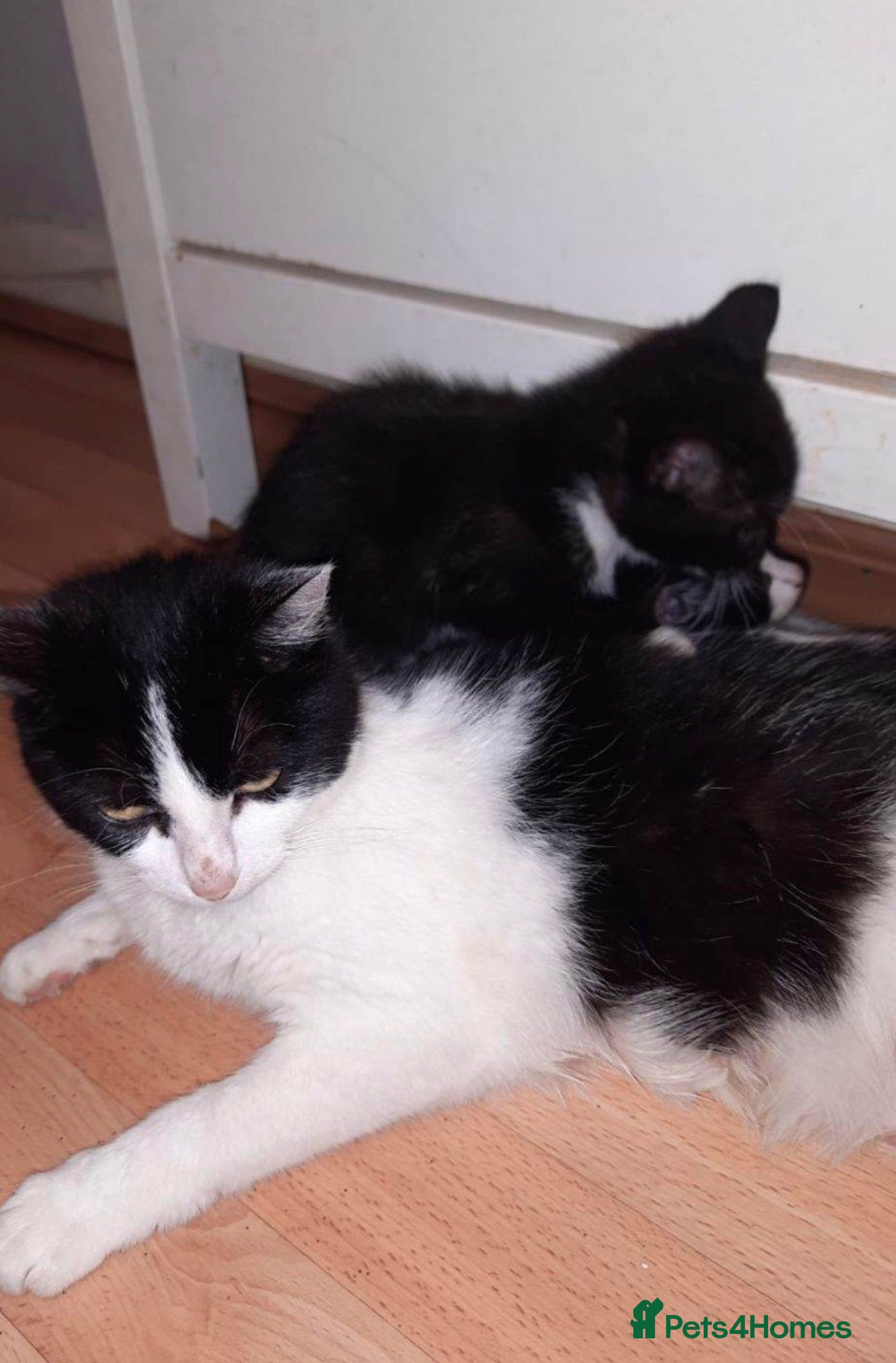 Mixed Breed cats for sale: Kittens for sale  in London - Advert 2