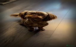 Shih Tzu dogs for sale: Chocolate Imperial Shih-Tzu Puppy - Image 4
