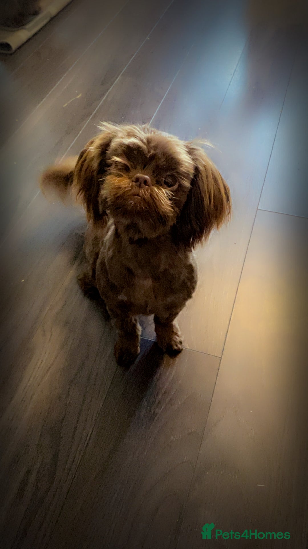 Shih Tzu dogs for sale: Chocolate Imperial Shih-Tzu Puppy - Image 4