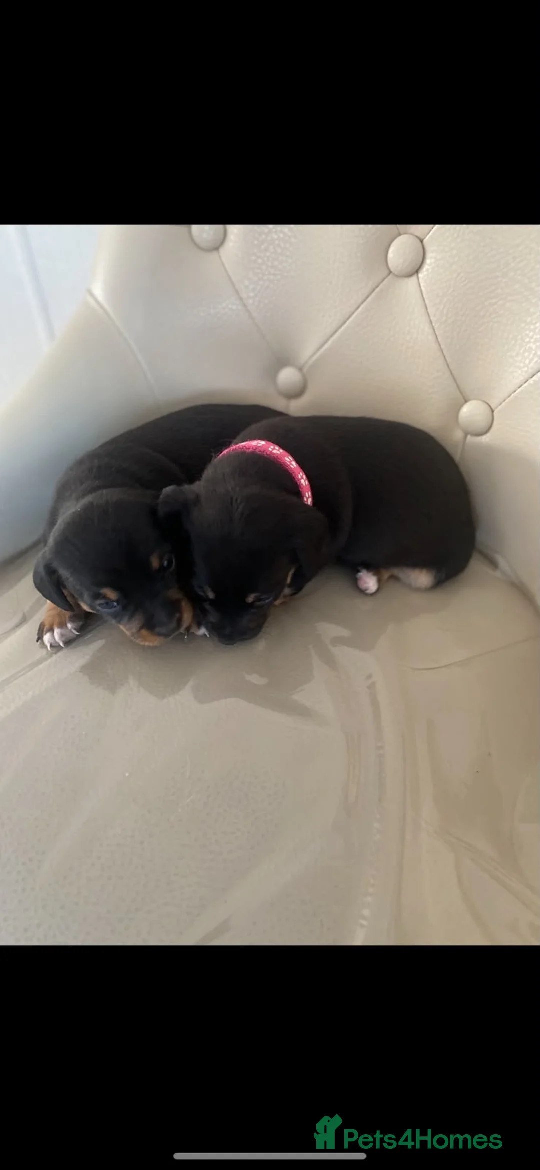 Jackshund dogs for sale: ⭐️5 BEAUTIFUL DACHUNDXJACK RUSSELLS⭐️ - Advert 2