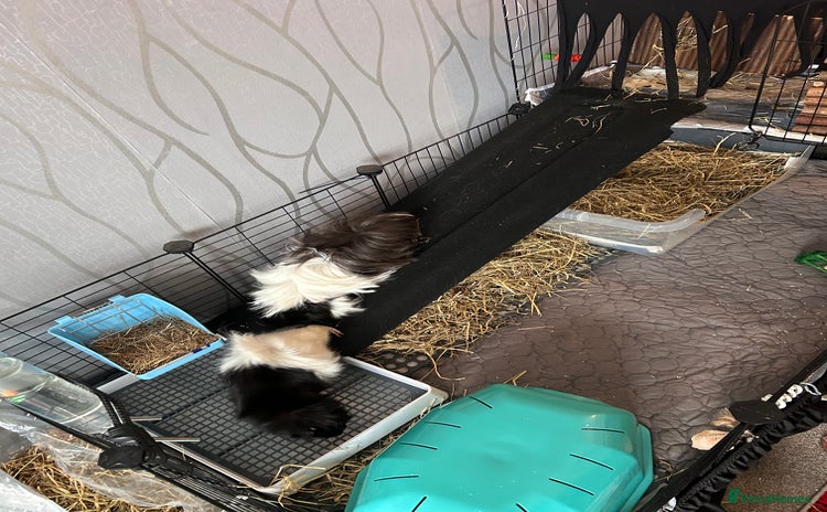 Guinea Pig rodents - Advert 2