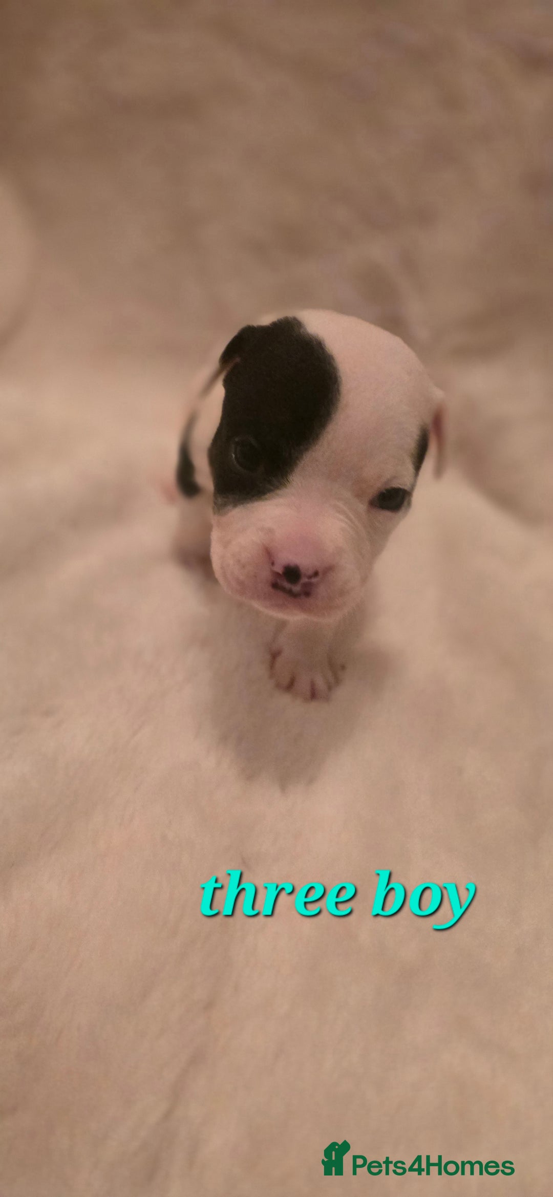 Mixed Breed dogs for sale: Olde english × staffie pups  - Advert 7