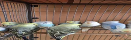 Budgerigars birds for sale: Baby buddies for sale - Advert 3