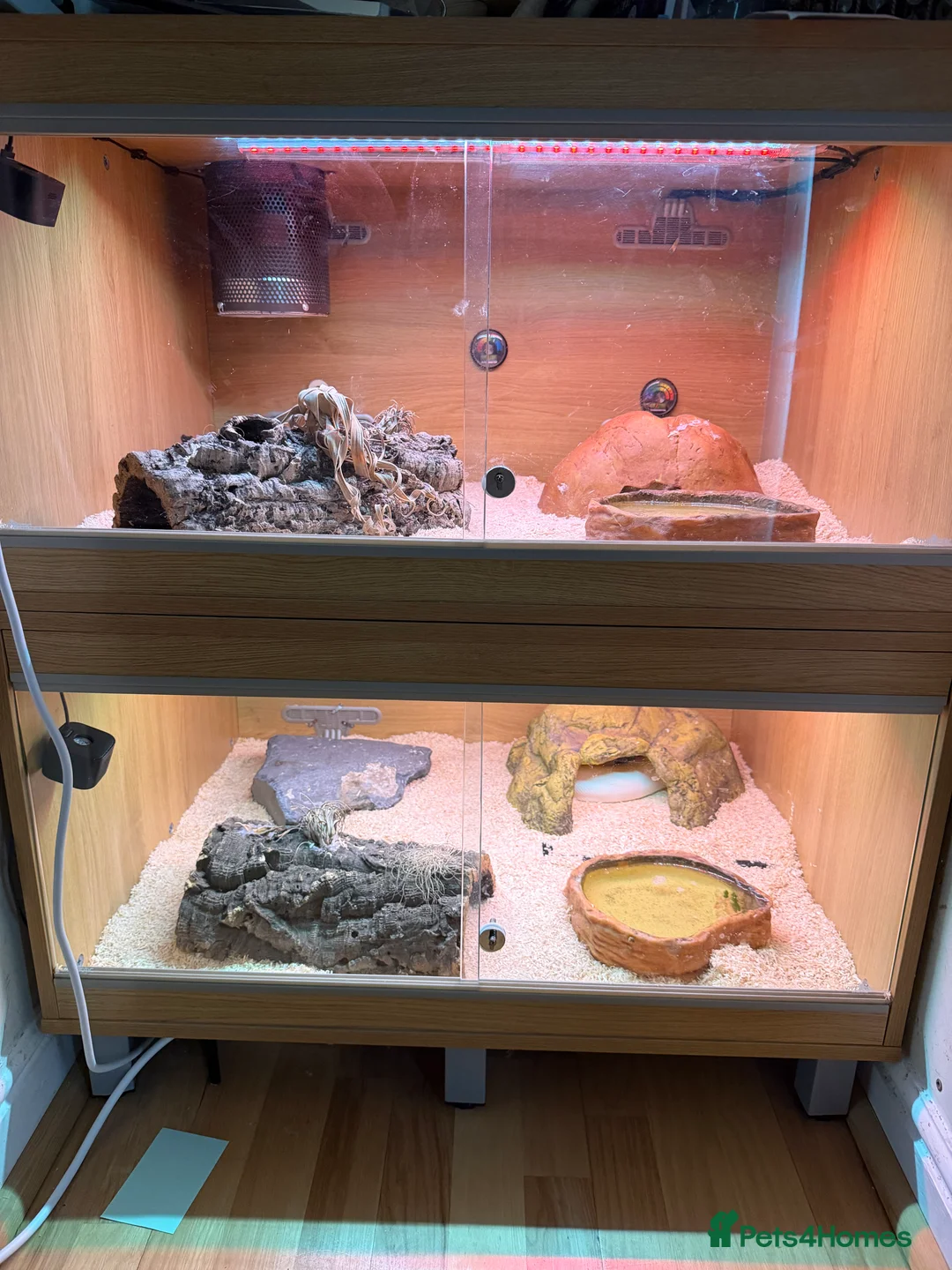 Python Snake reptiles for sale: M/F Royal Python Pair Banana(F) Superfire(M) in Dereham - Advert 1