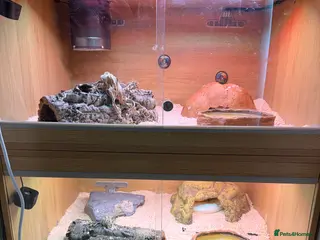 Python Snake reptiles M/F Royal Python Pair Banana(F) Superfire(M) in Dereham - Advert 1