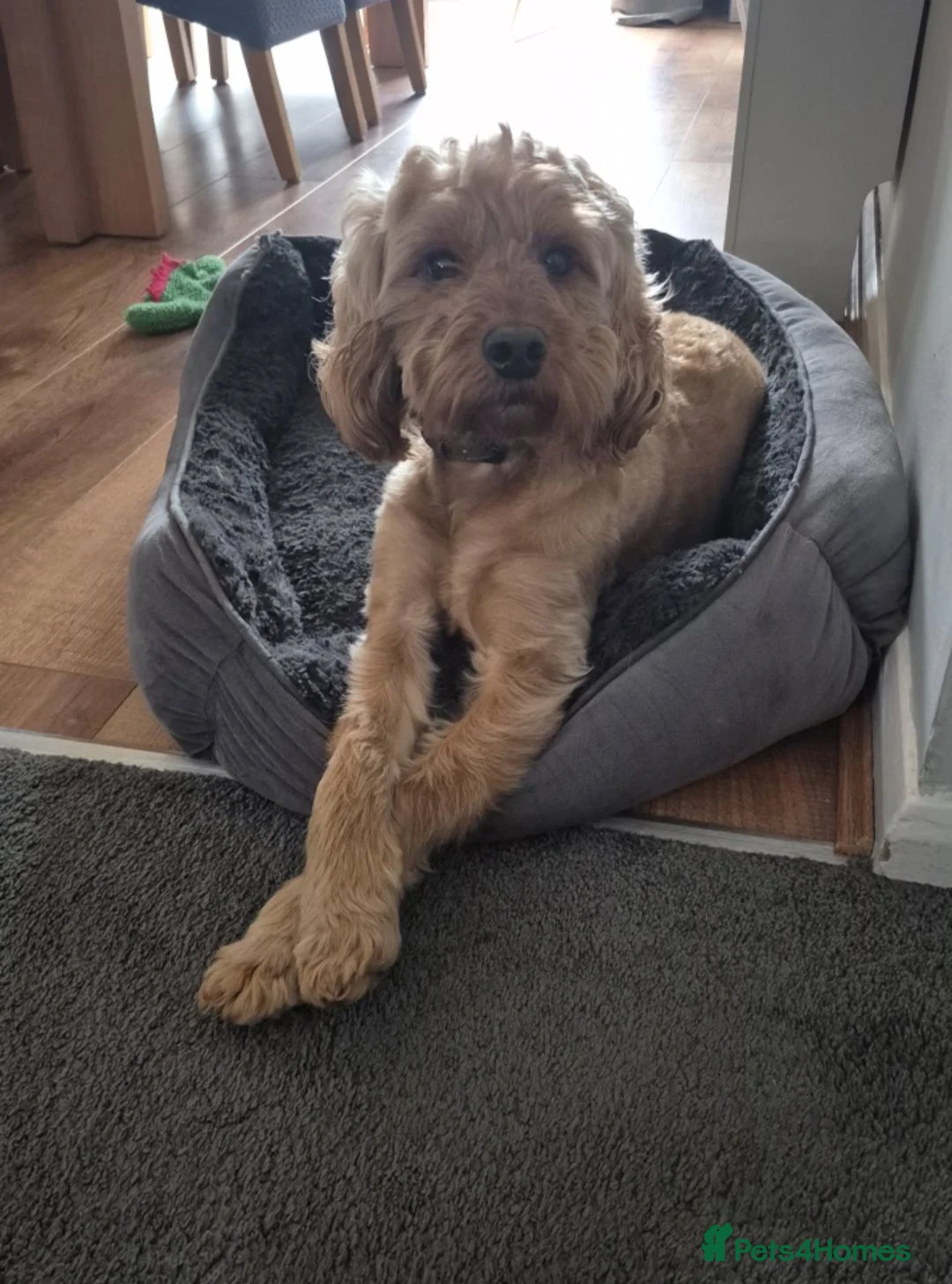 Cockapoo dogs for stud: Apricot Cockapoo 4 years old available to stud. in Doncaster - Advert 2
