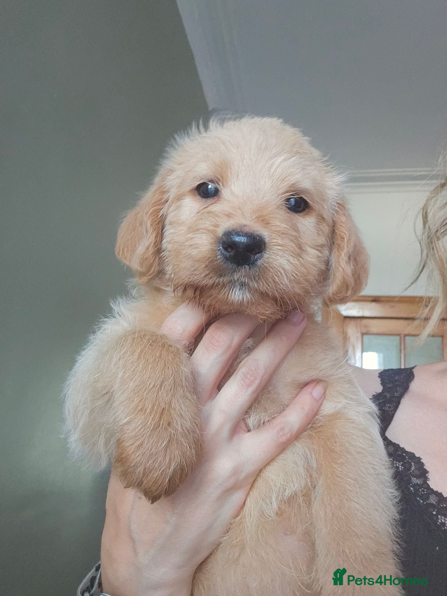 Australian Labradoodle dogs 🐾 7 Gorgeous Australian Labradoodle  - Advert 1
