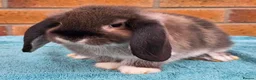 Mini Lop rabbits for sale: Mini Lop Babies - Advert 8
