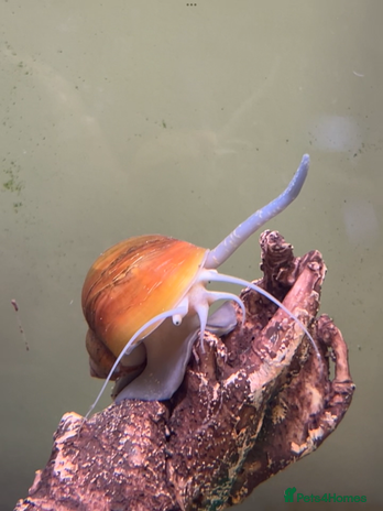 Snails fish - Advert 15