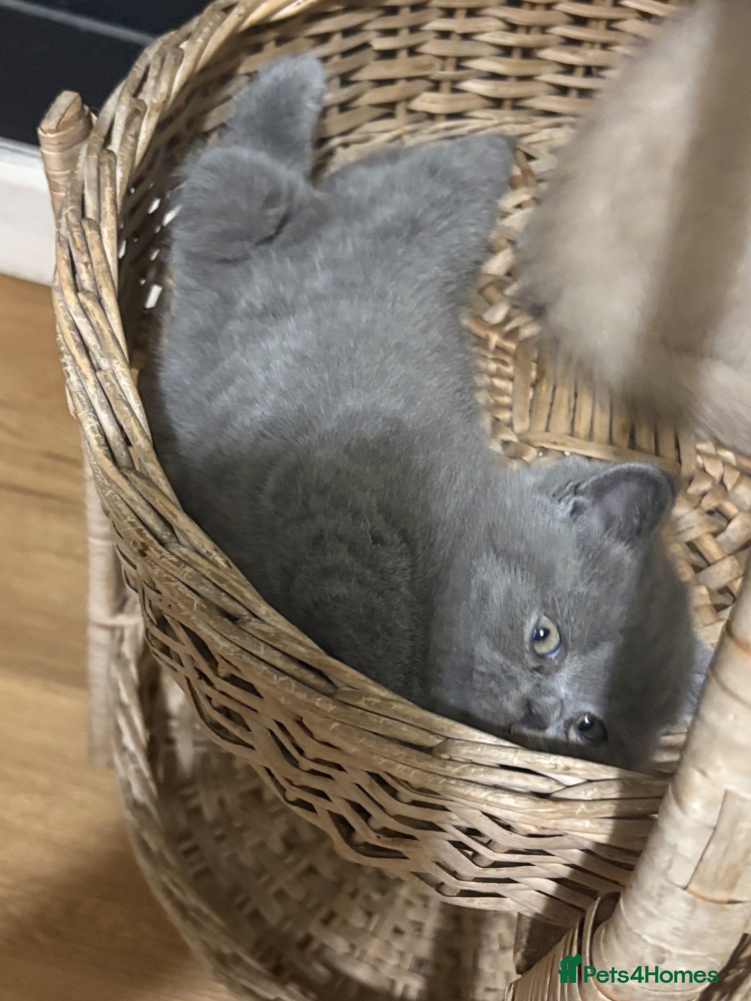 British Shorthair cats Beautiful British shorthair  - Advert 2